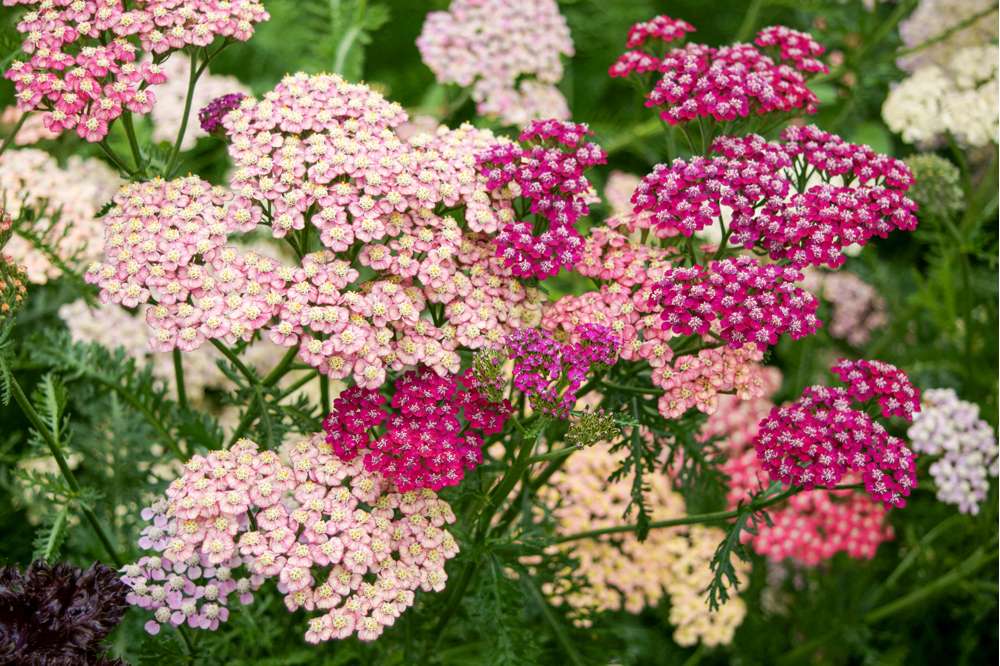 Røllike 'Summer Pastels Mix' (frø)